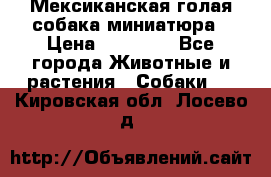 Мексиканская голая собака миниатюра › Цена ­ 53 000 - Все города Животные и растения » Собаки   . Кировская обл.,Лосево д.